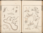 Insects, snake, and frogs