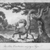 The boa constrictor seizing a tiger.
