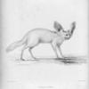 Fennecus cerdo.