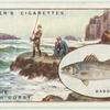 Bass fishing off the Cornish Coasts.