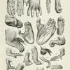 Hands and Feet of Apes and Monkeys.