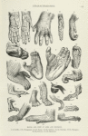 Hands and Feet of Apes and Monkeys.