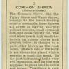 Common Shrew.