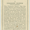 Common Shrew.