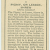 Pigmy, or Lesser, Shrew.