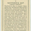 Natterer's Bat.