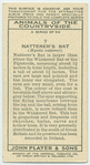 Natterer's Bat.