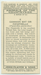 Common Bat or Pipistrelle.