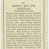 Great Bat or Noctule.