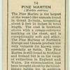 Pine Marten.