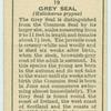 Grey Seal.