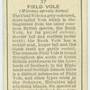 Field Vole.
