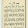 Black Rat.