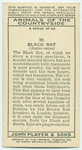 Black Rat.