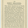 Grey Squirrel.