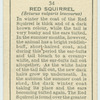Red Squirrel.