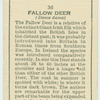 Fallow Deer.