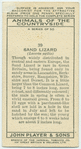 Sand Lizard.
