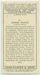Grass Snake.
