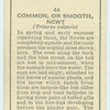 Common, or Smooth, Newt.