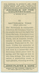 Natterjack Toad.