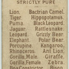 American Black Bear.