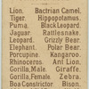 Gorilla, Male.