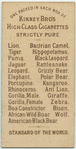 Gorilla, Male.