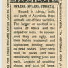Hyæena.
