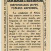 Hippopotamus.