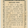 Shetland Pony.
