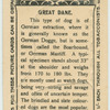 Great Dane.