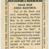 Polar Bear.