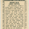 Brown Bear.