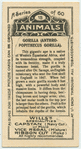 Gorilla.