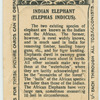 Indian Elephant.