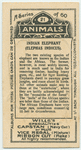 Indian Elephant.