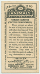 Common Hamster.