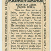 Mountain Zebra.