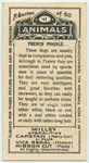 French Poodle.