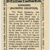 Kangaroo.