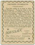 Fischer's Chameleon.