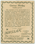 Guereza Monkey.