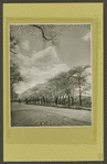 Central Park - bridal path.