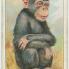 Do you know which is the most intelligent of the animals?