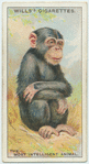 Do you know which is the most intelligent of the animals?