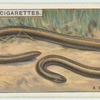 Do you know that the blind-worm is neither blind nor a worm?