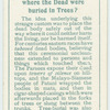 Do you know where the dead were buried in trees?