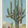 Do you know how plants live in the desert?