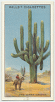 Do you know how plants live in the desert?